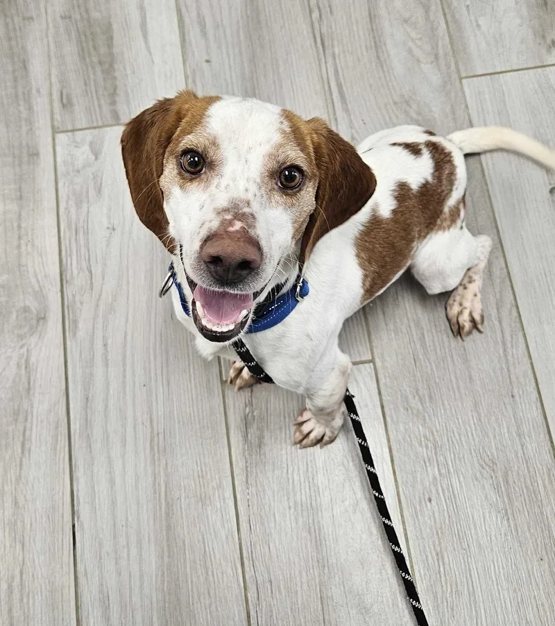 A young small-sized male Red / Chestnut / Orange Beagle dog named Angus for adoption in Maidens, VA