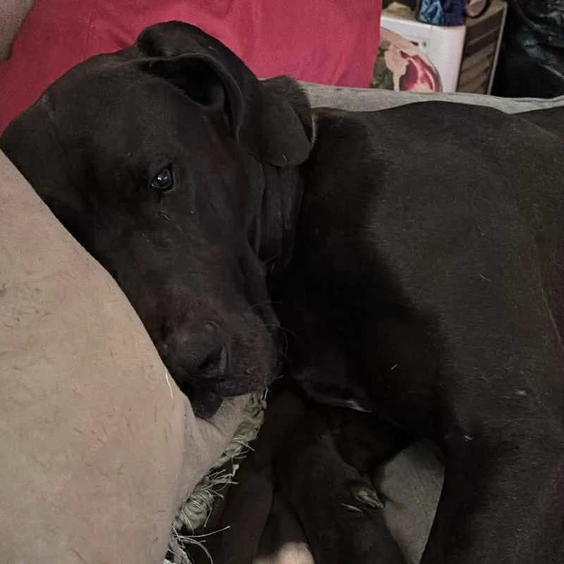 Great Danes Brothers thumbnail 2