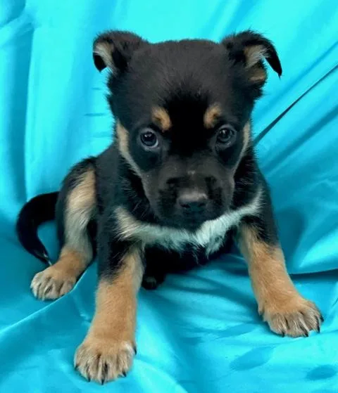 Heath Flora thumbnail 2