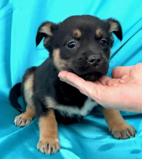 Heath Flora thumbnail 3