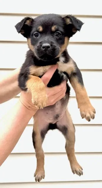 Heath Flora thumbnail 4