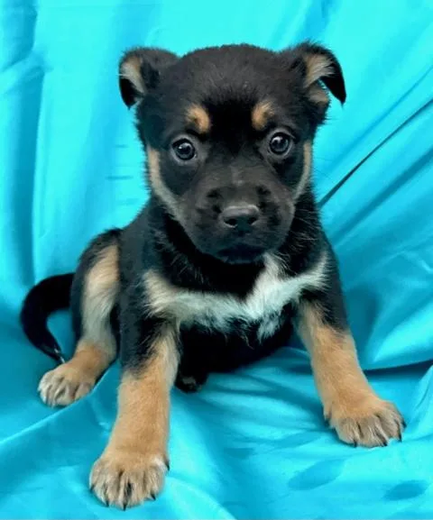 Heath Flora thumbnail 5