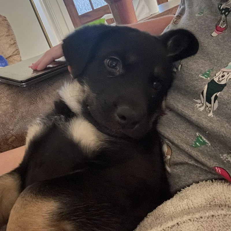 Kane Alpha thumbnail 2