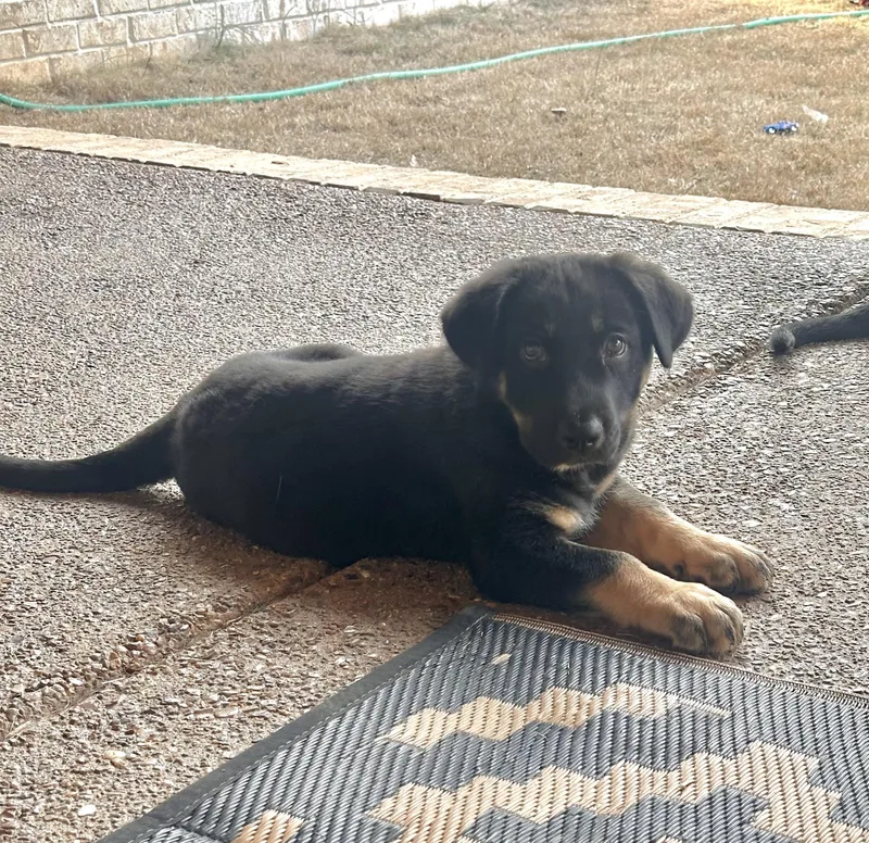 Kane Alpha thumbnail 3