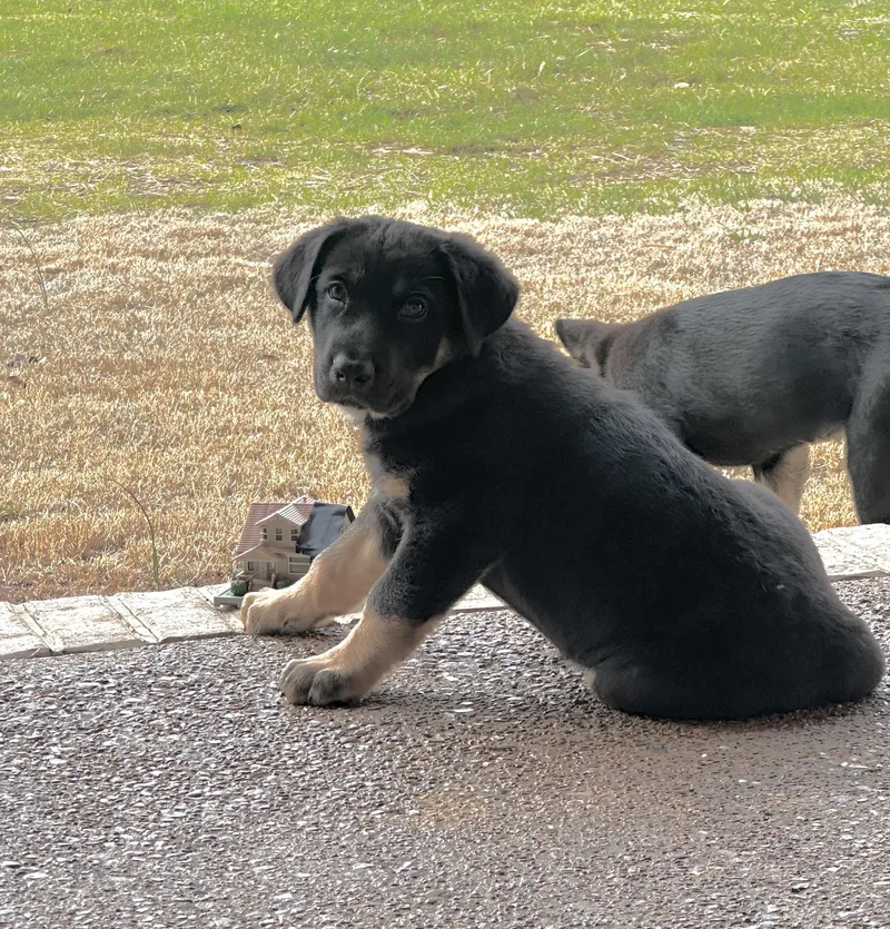 Kane Alpha thumbnail 4