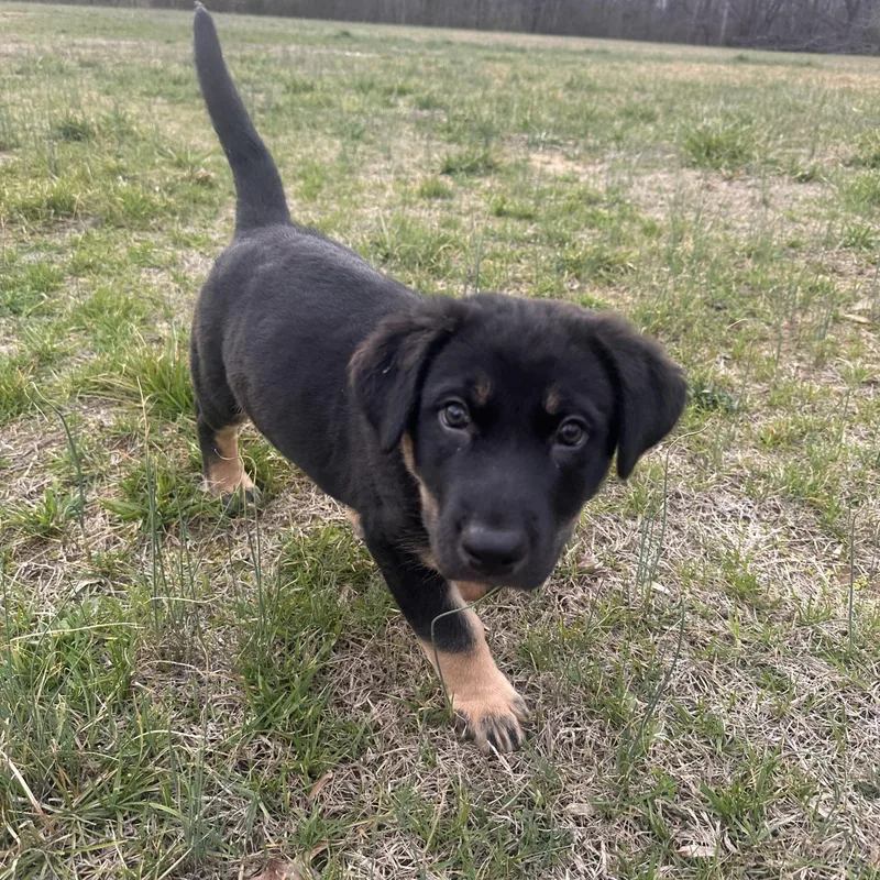 Kane Alpha thumbnail 5