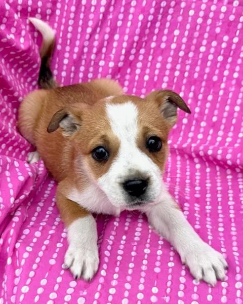 Lily Flora thumbnail 4