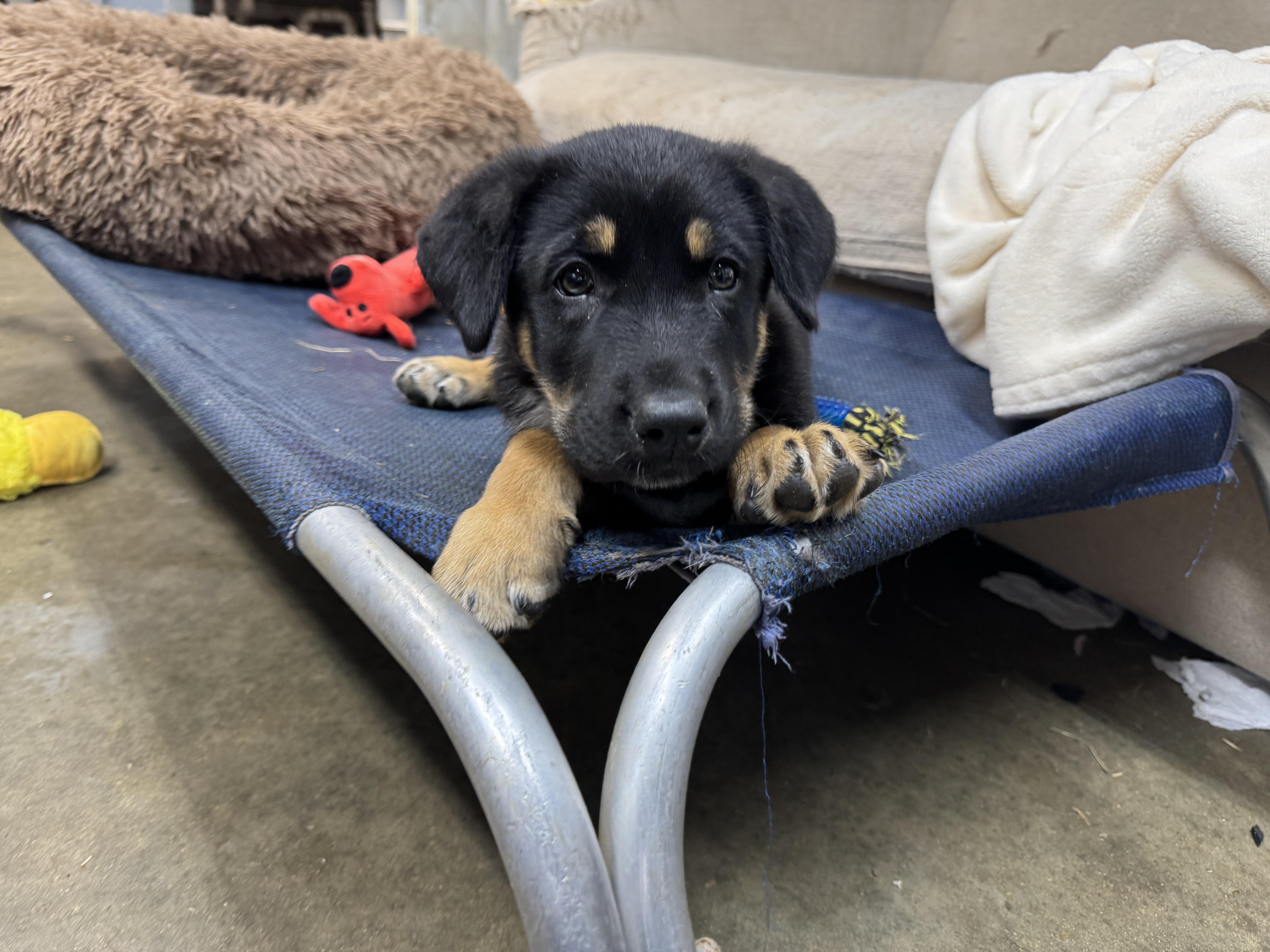 Lt Dan Alpha thumbnail 3