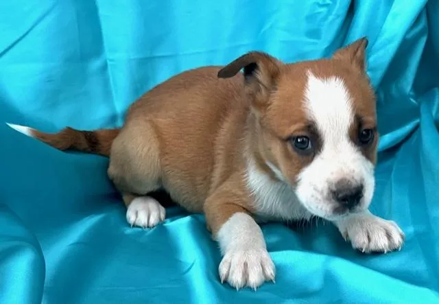 Bud Flora thumbnail 2