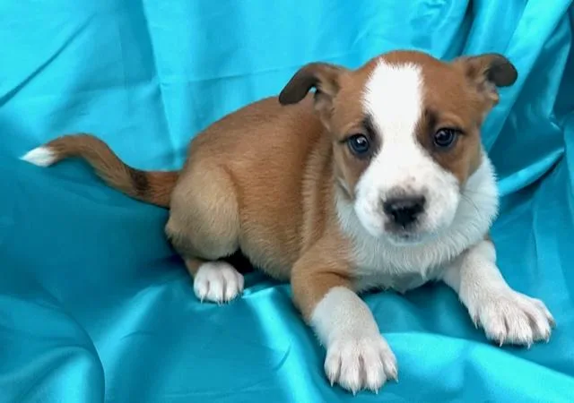 Bud Flora thumbnail 3