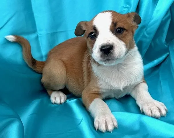 Bud Flora thumbnail 4