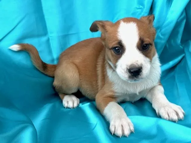 Bud Flora thumbnail 5