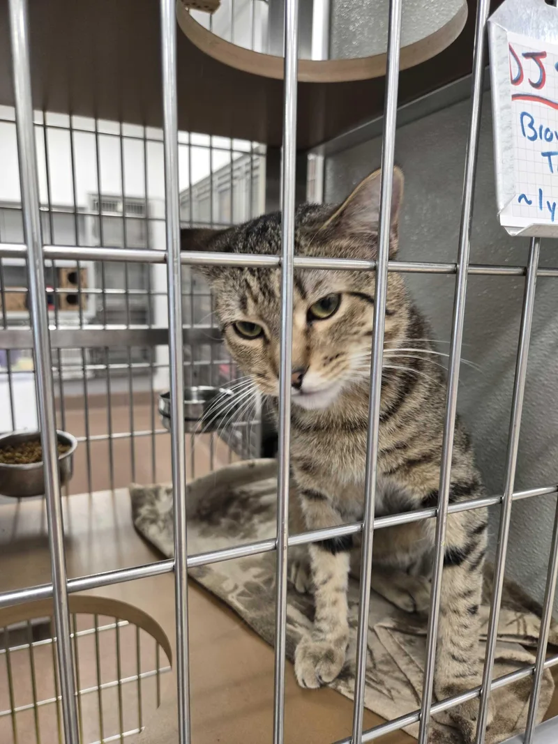 Dj Shadow thumbnail 2