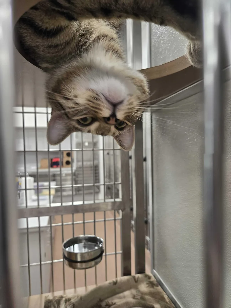 Dj Shadow thumbnail 3