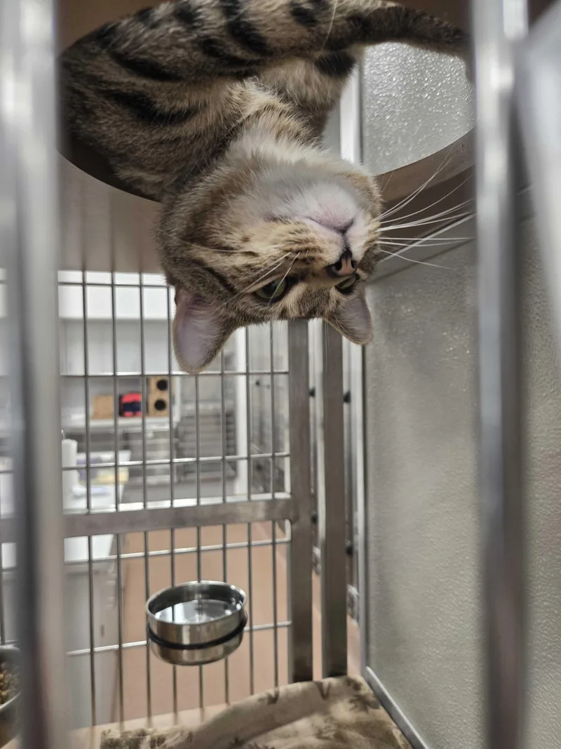 Dj Shadow thumbnail 4