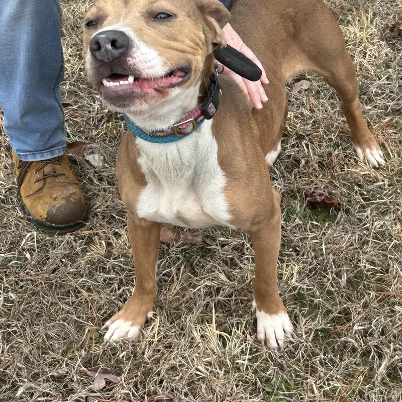 Harrison thumbnail 3