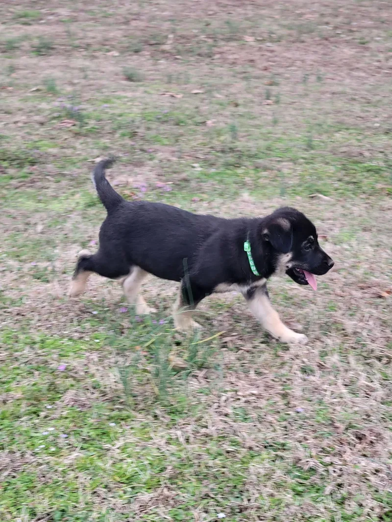 Ranger Alpha thumbnail 2