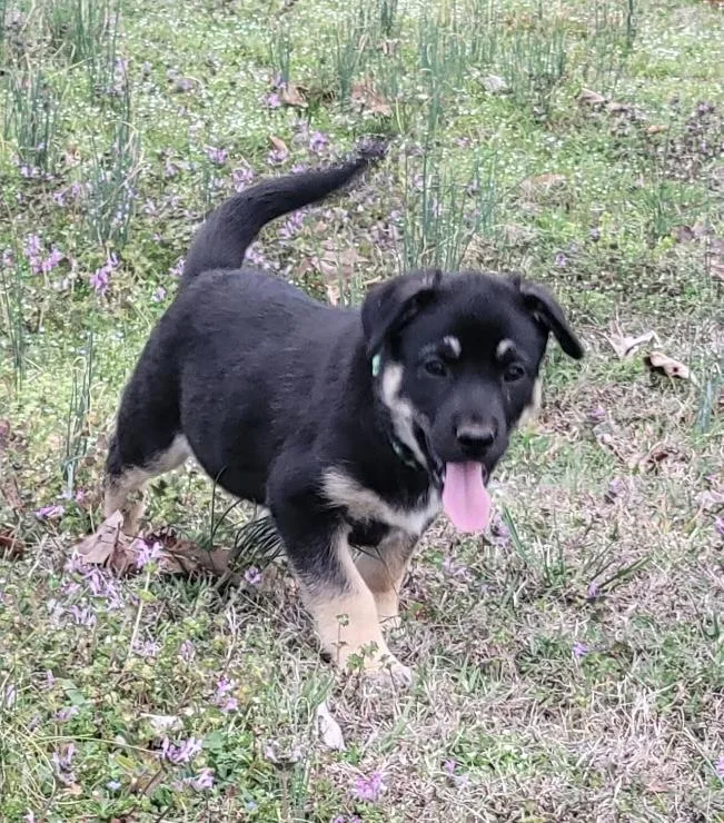 Ranger Alpha thumbnail 4