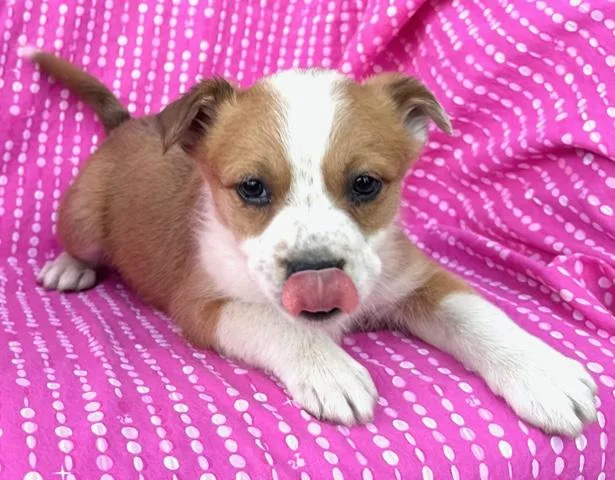 Tulip Flora thumbnail 2