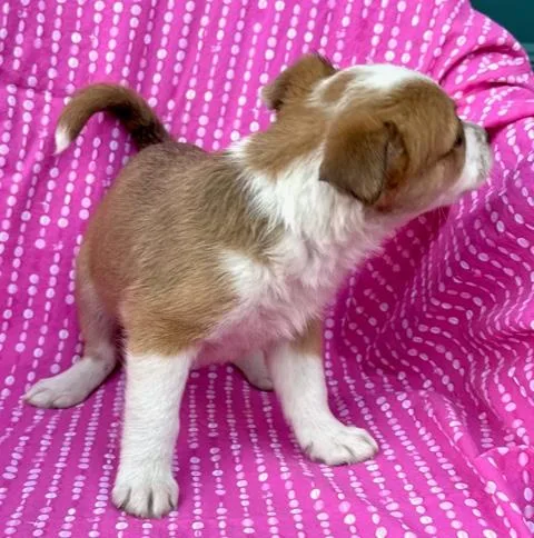 Tulip Flora thumbnail 3