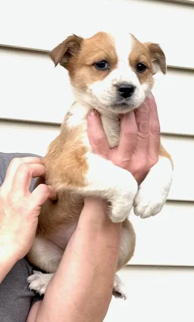 Tulip Flora thumbnail 4