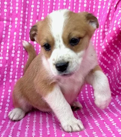 Tulip Flora thumbnail 5