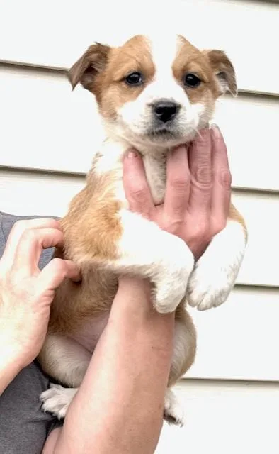 Tulip Flora thumbnail 6