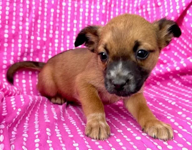 Rose Flora thumbnail 2