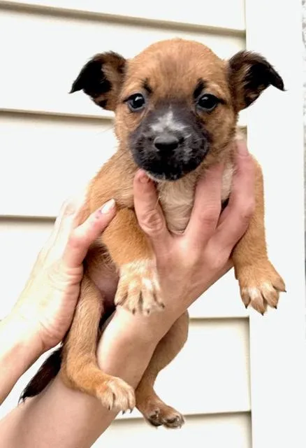 Rose Flora thumbnail 3