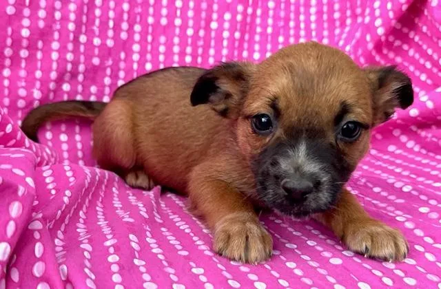 Rose Flora thumbnail 4