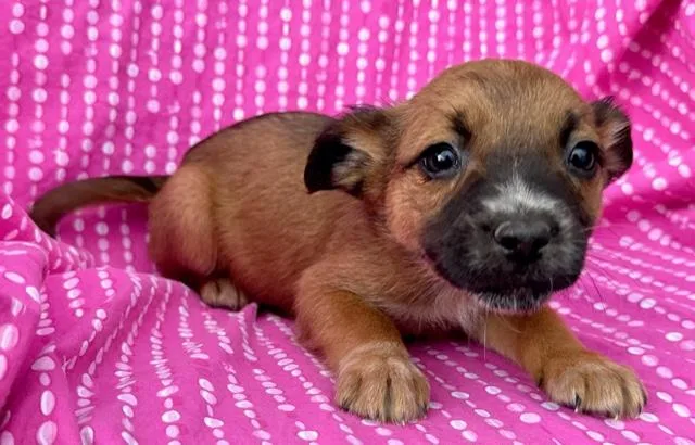 Rose Flora thumbnail 5