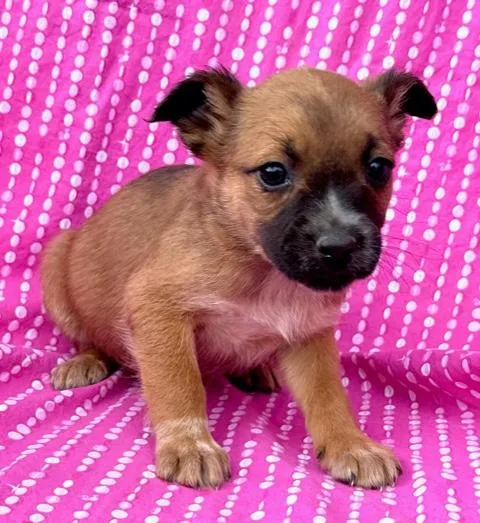 Rose Flora thumbnail 6