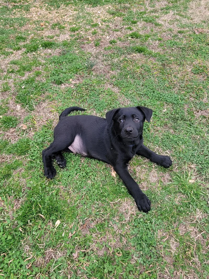 Sarge Alpha thumbnail 2