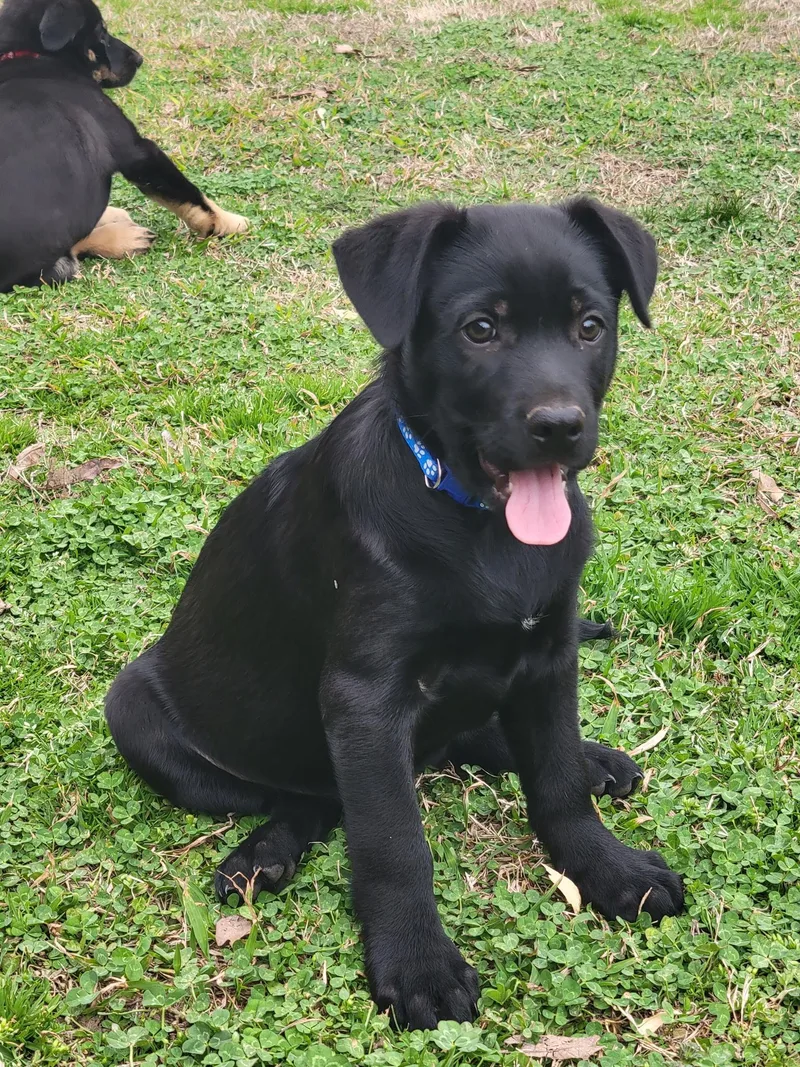 Sarge Alpha thumbnail 3