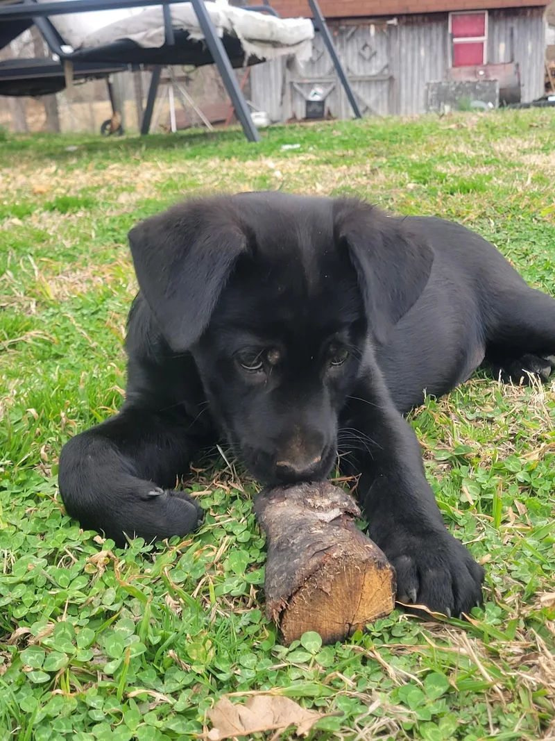 Sarge Alpha thumbnail 4