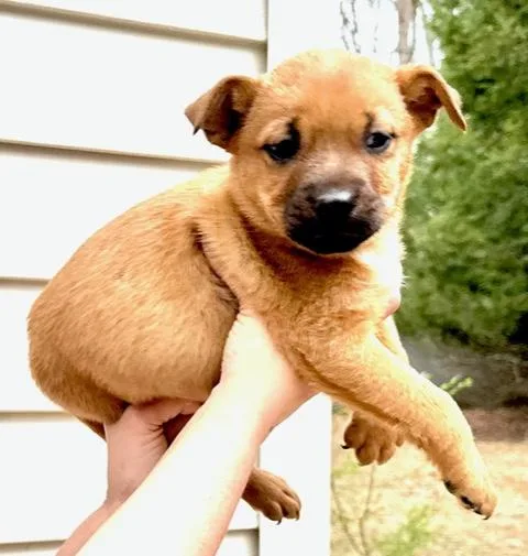 Cosmos Flora thumbnail 2