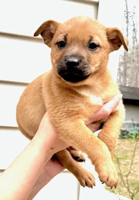 Cosmos Flora thumbnail 3