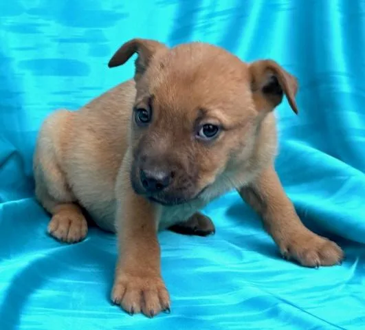 Cosmos Flora thumbnail 4