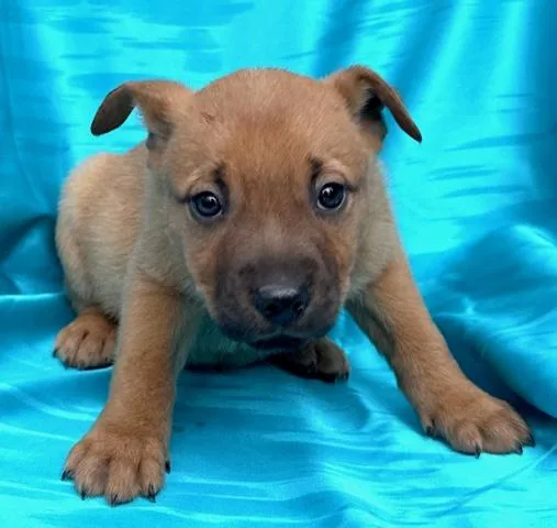 Cosmos Flora thumbnail 5