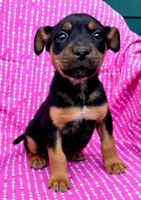 Daisy Flora thumbnail 2