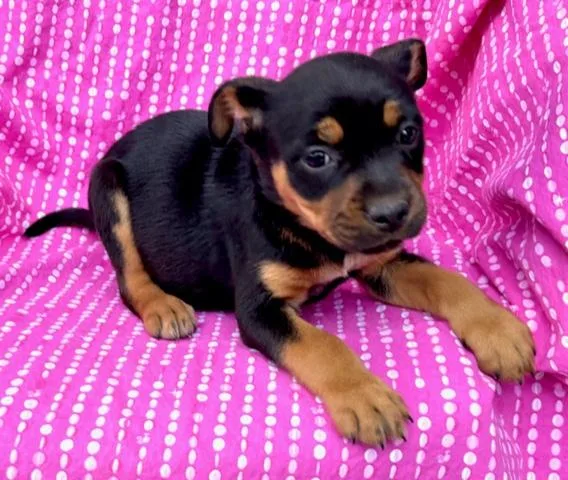 Daisy Flora thumbnail 3