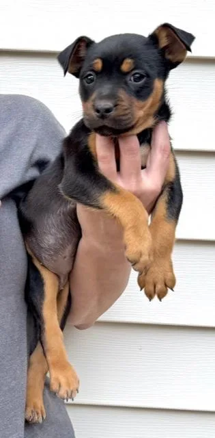 Daisy Flora thumbnail 4