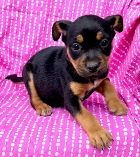 Daisy Flora thumbnail 6