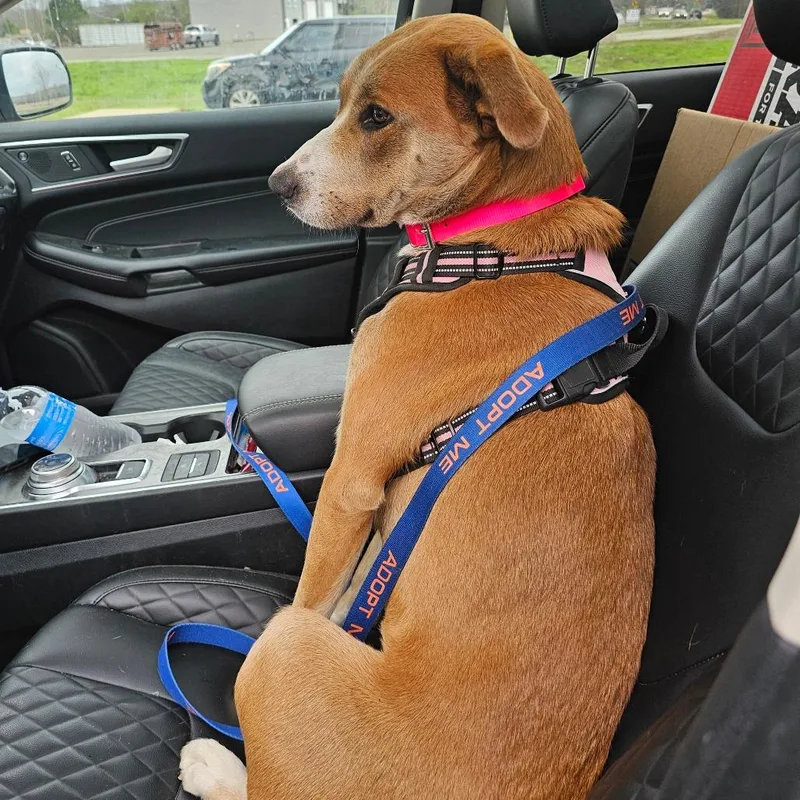 Debutante thumbnail 2