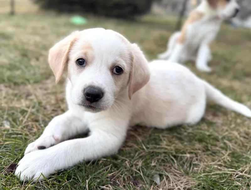 Leoavail thumbnail 2