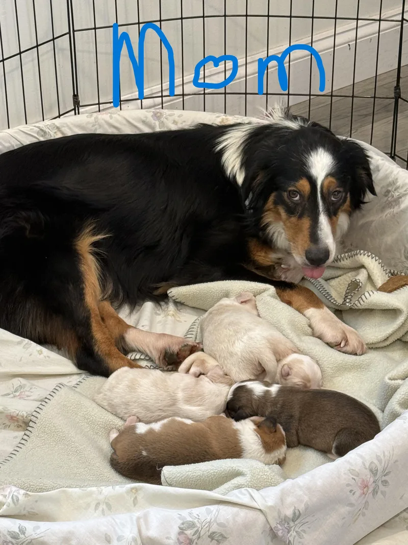 Leoavail thumbnail 4