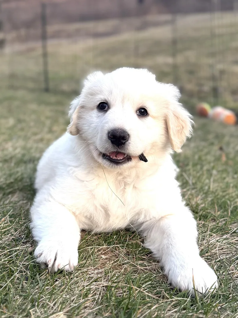 Lewieavail thumbnail 3