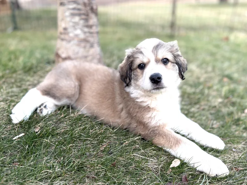 Lincolnavail thumbnail 3