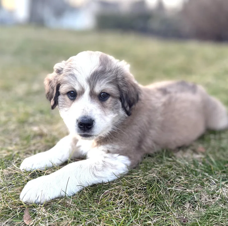 Lincolnavail thumbnail 5