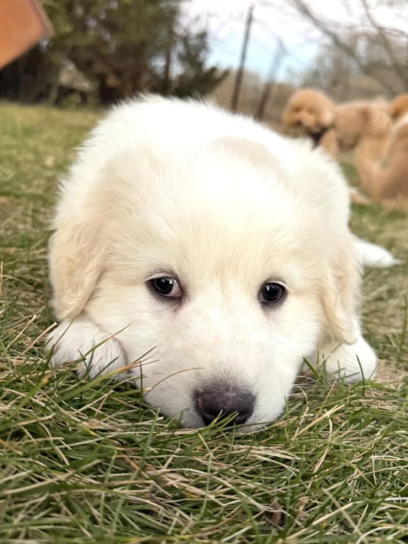 Loganavail thumbnail 5